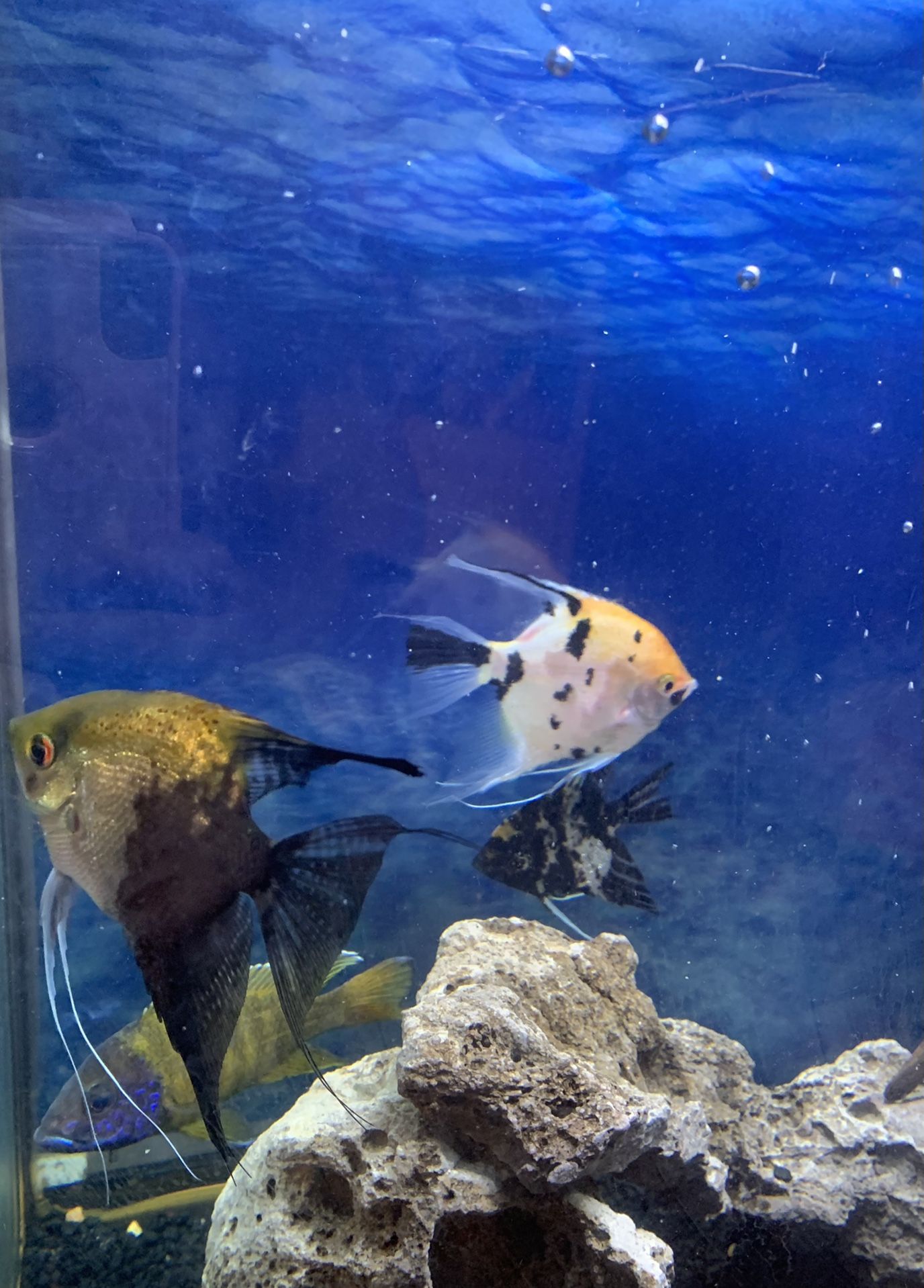 Fish Tank