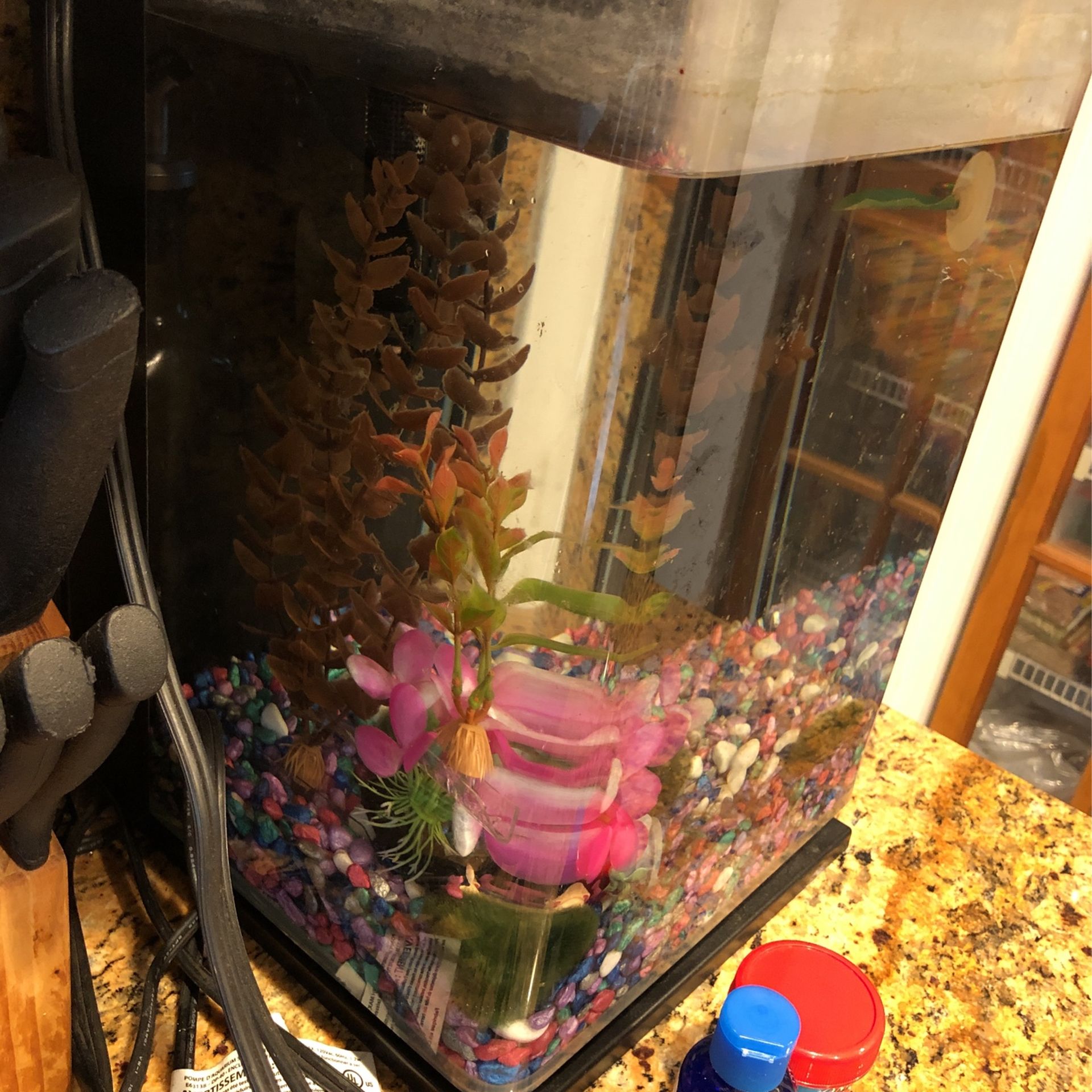 5+ Gallon Self Cleaning, Filtered Fish Tank. Comes With Accessories, Must Go