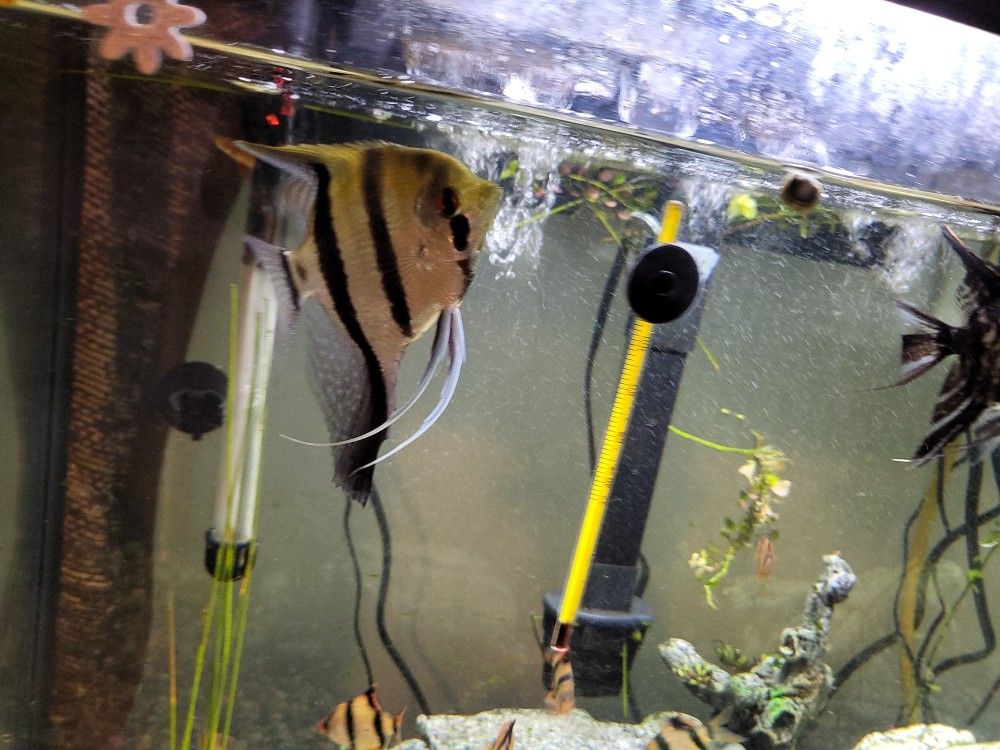 55gallon Fish Tank With Stand And All Accessories