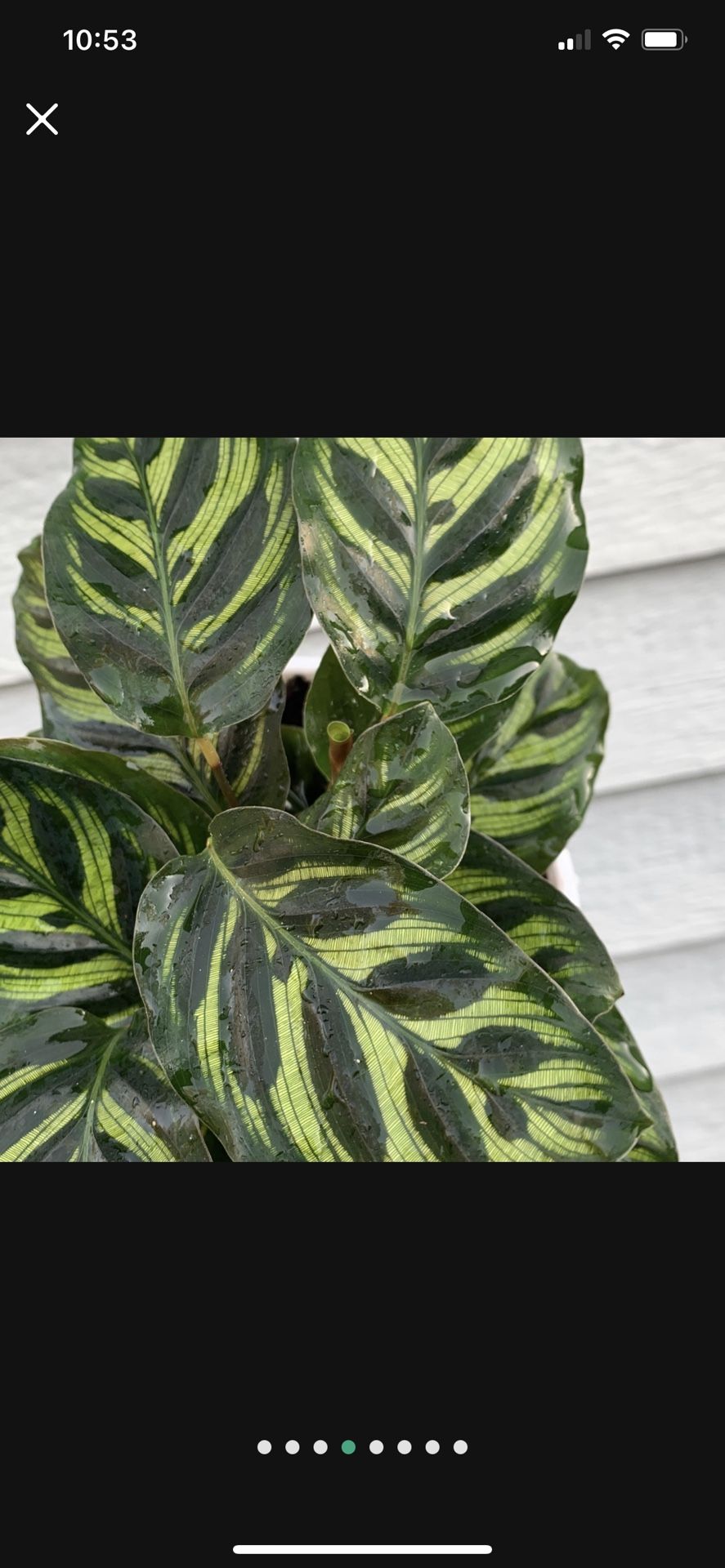 Calathea Peacock Prayer Plant Non Toxic