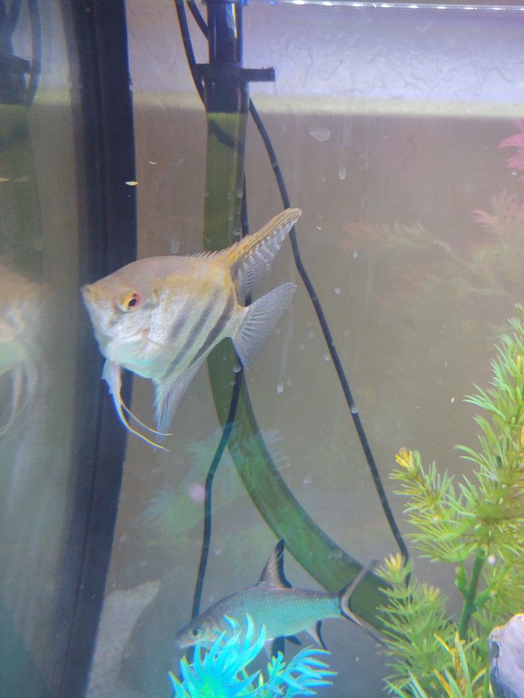 Fish Tank Decoration