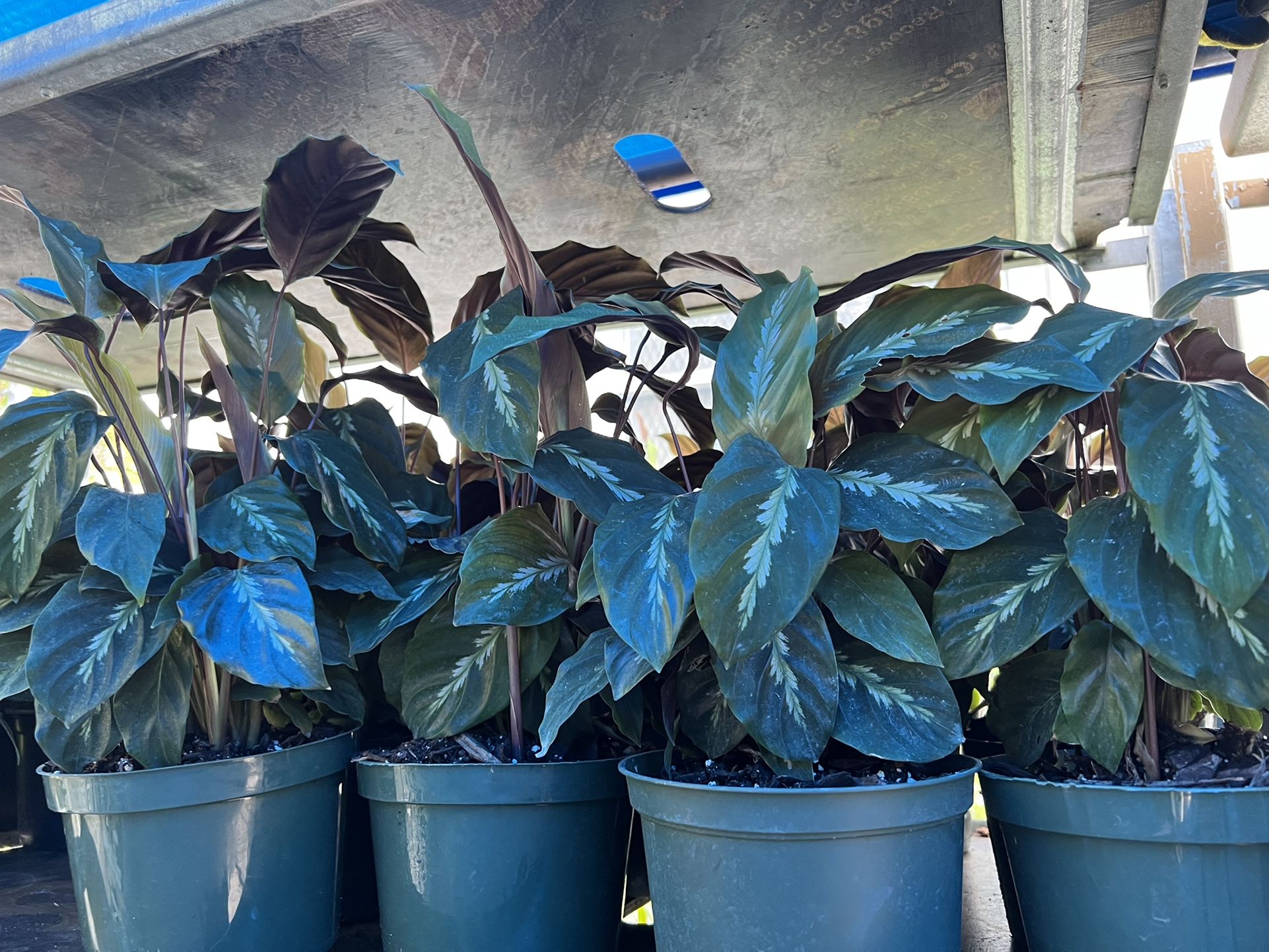 Calatheas In 6” Pot. SPECIAL PRICE!🤩