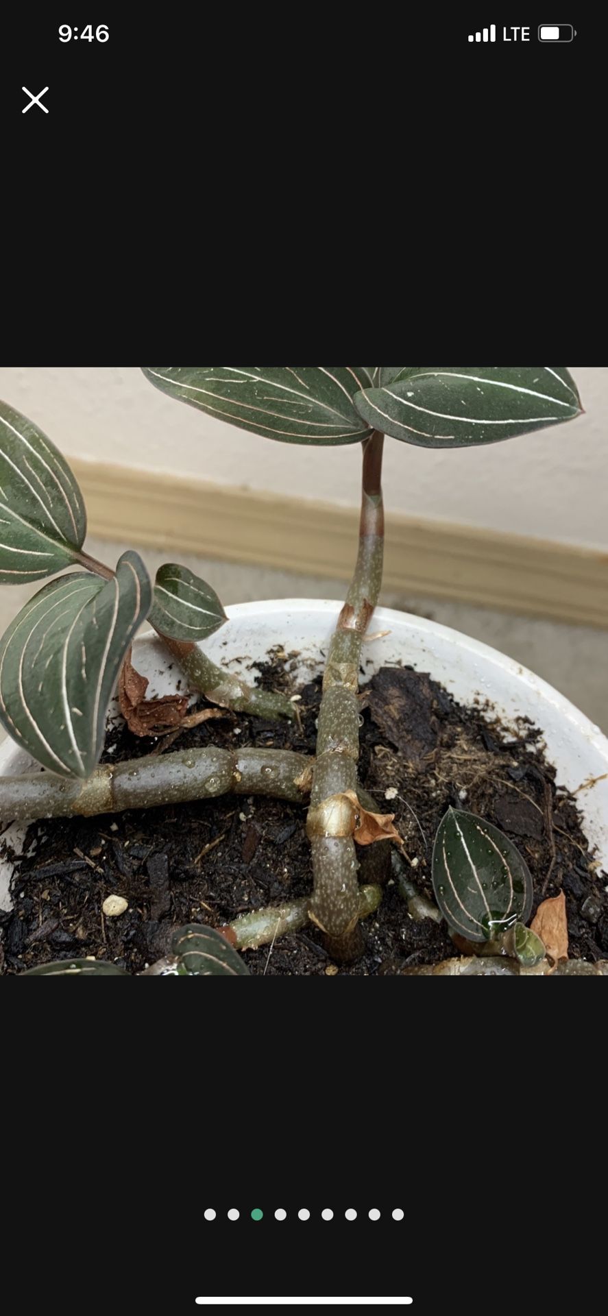 Ludisia Jewel Orchid