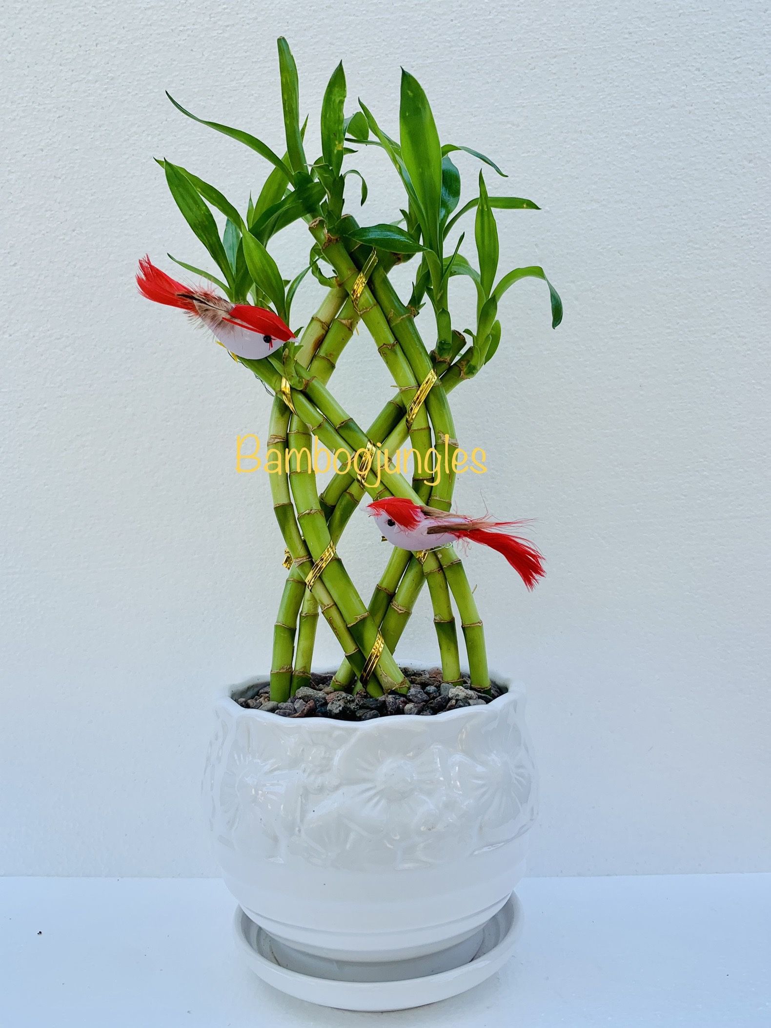 SHIPPING AVAILABLE Trellis Lucky Bamboo Live Plant Ceramic Pot Assorted Color Bird 14" Tall $12/each