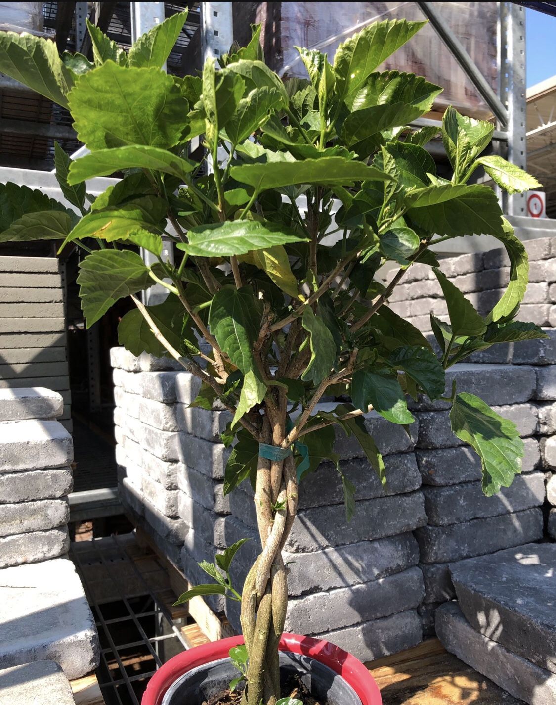 Braided Trunk Hibiscus Topiary Tree Plant