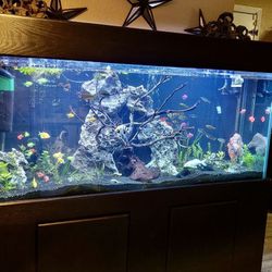 Fish Tank Decor Thumbnail