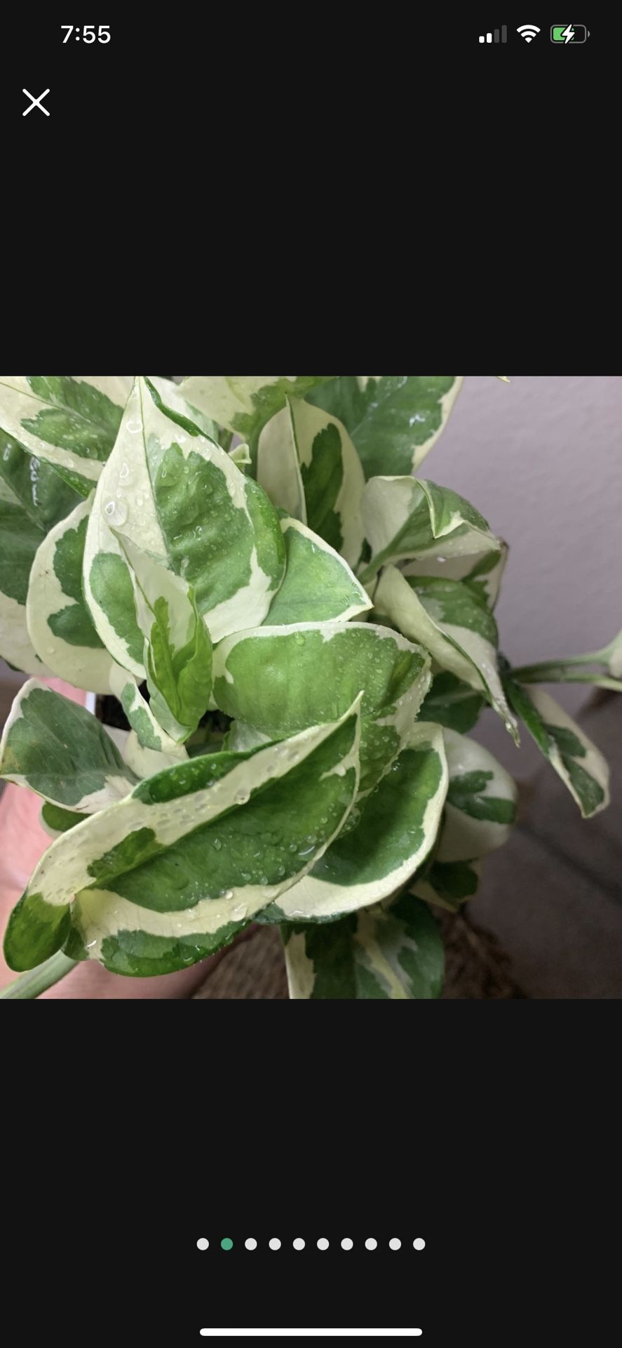 Pearls And Jade Pothos