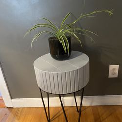 Plant And Stand Thumbnail
