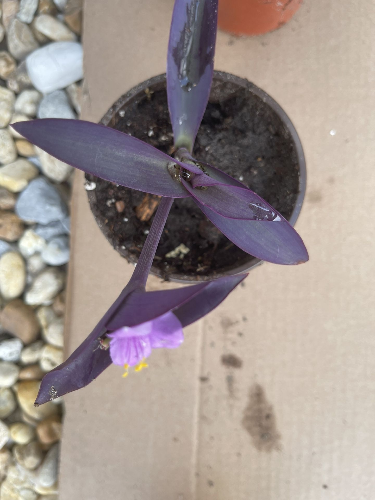 Purple Flower