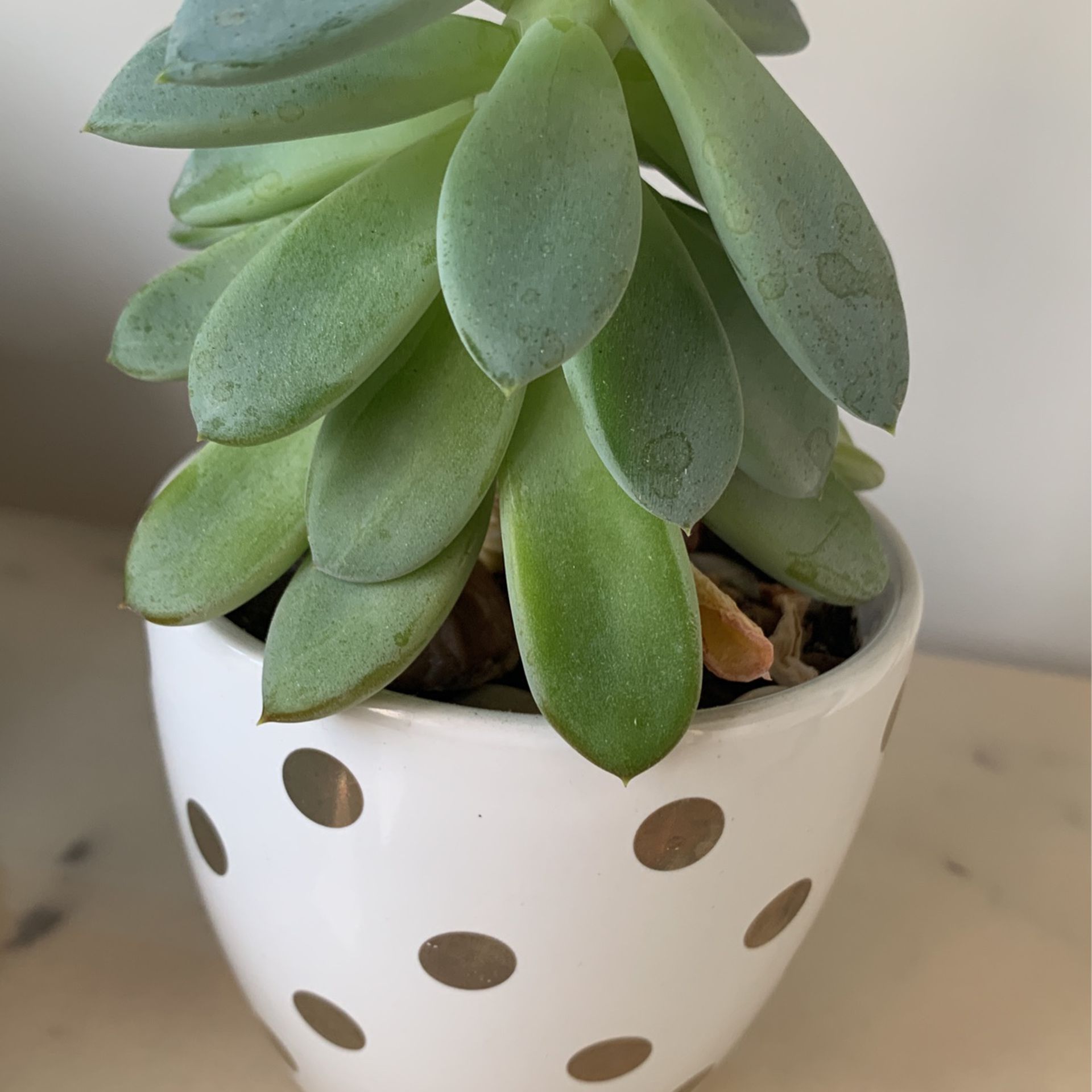 Plant  3” Pot 