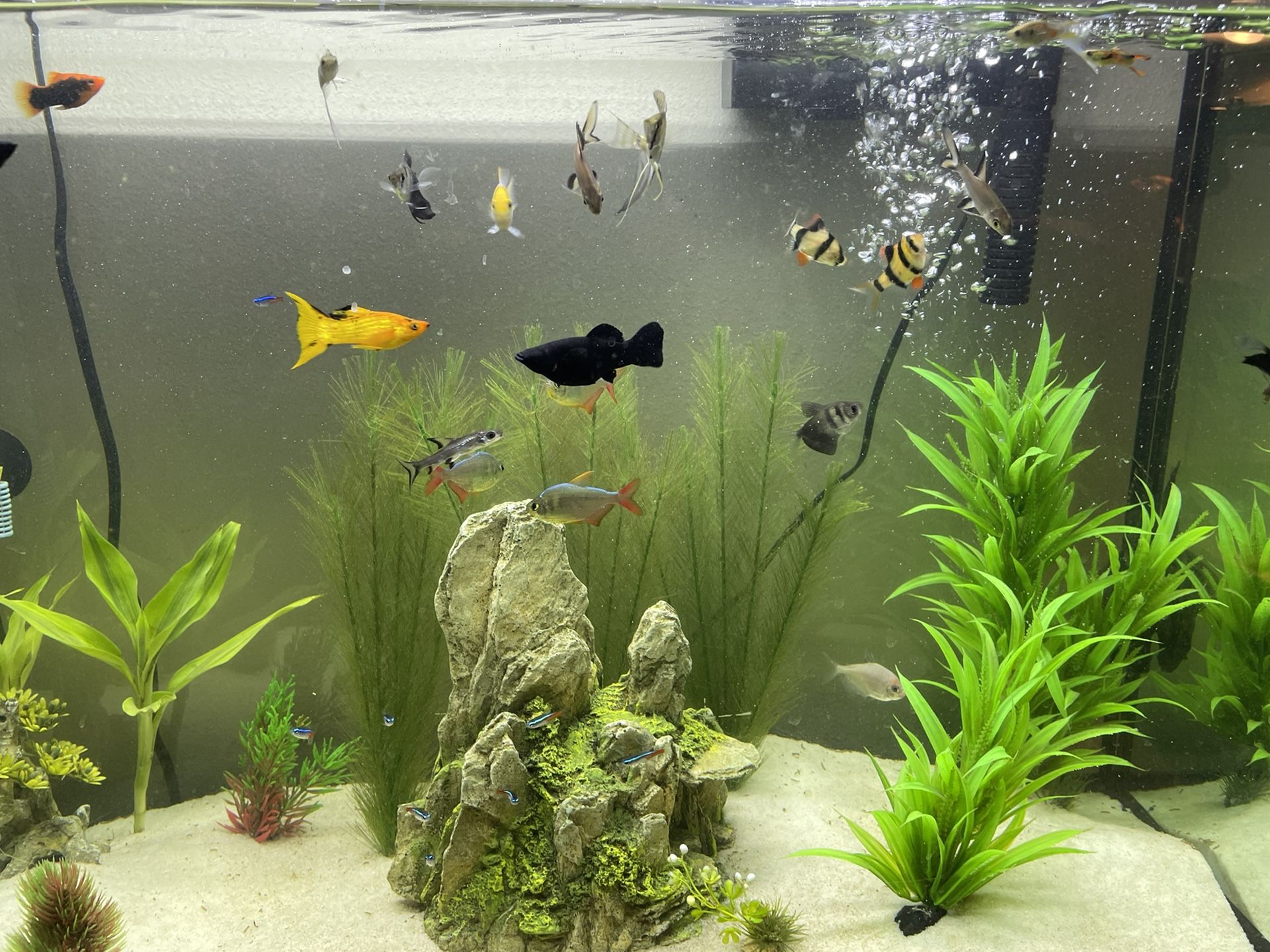 FRESHWATER FISH