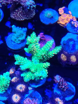 Homewrecker Acro Mini Colony Coral Frag Thumbnail
