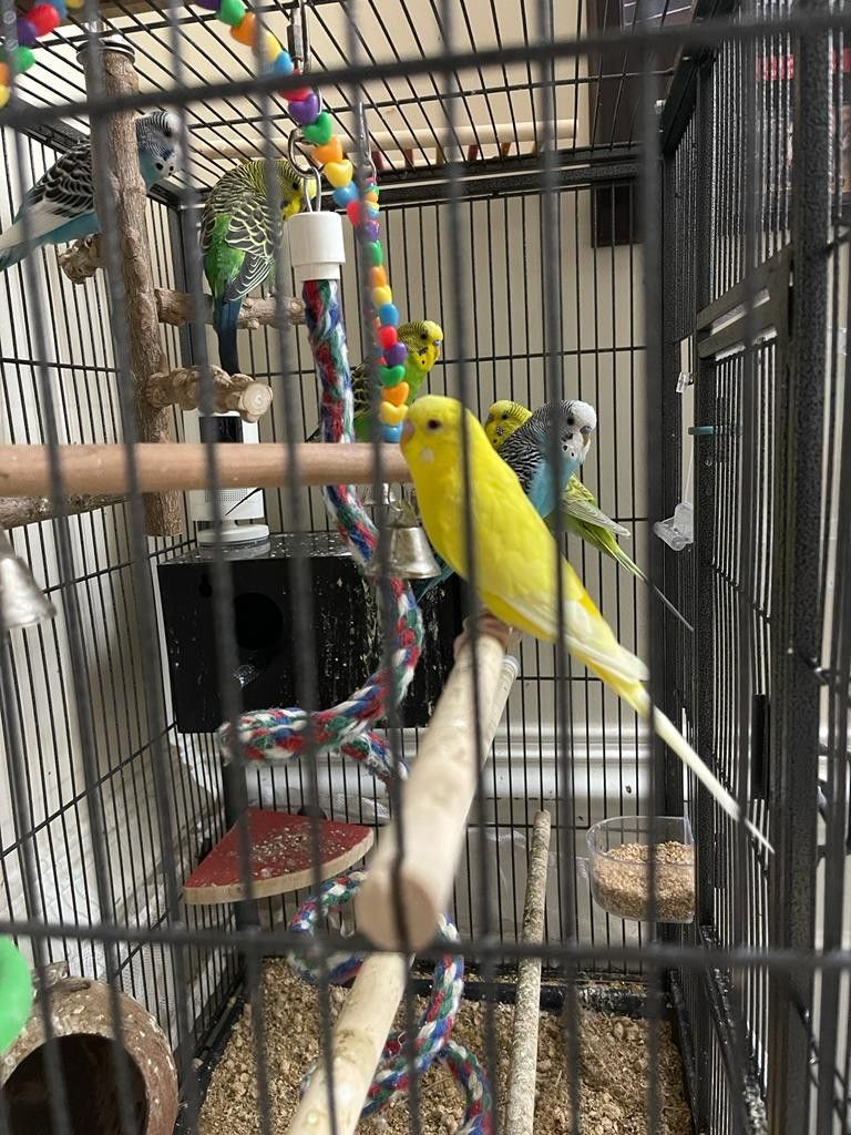 Parrot 🦜 Birds