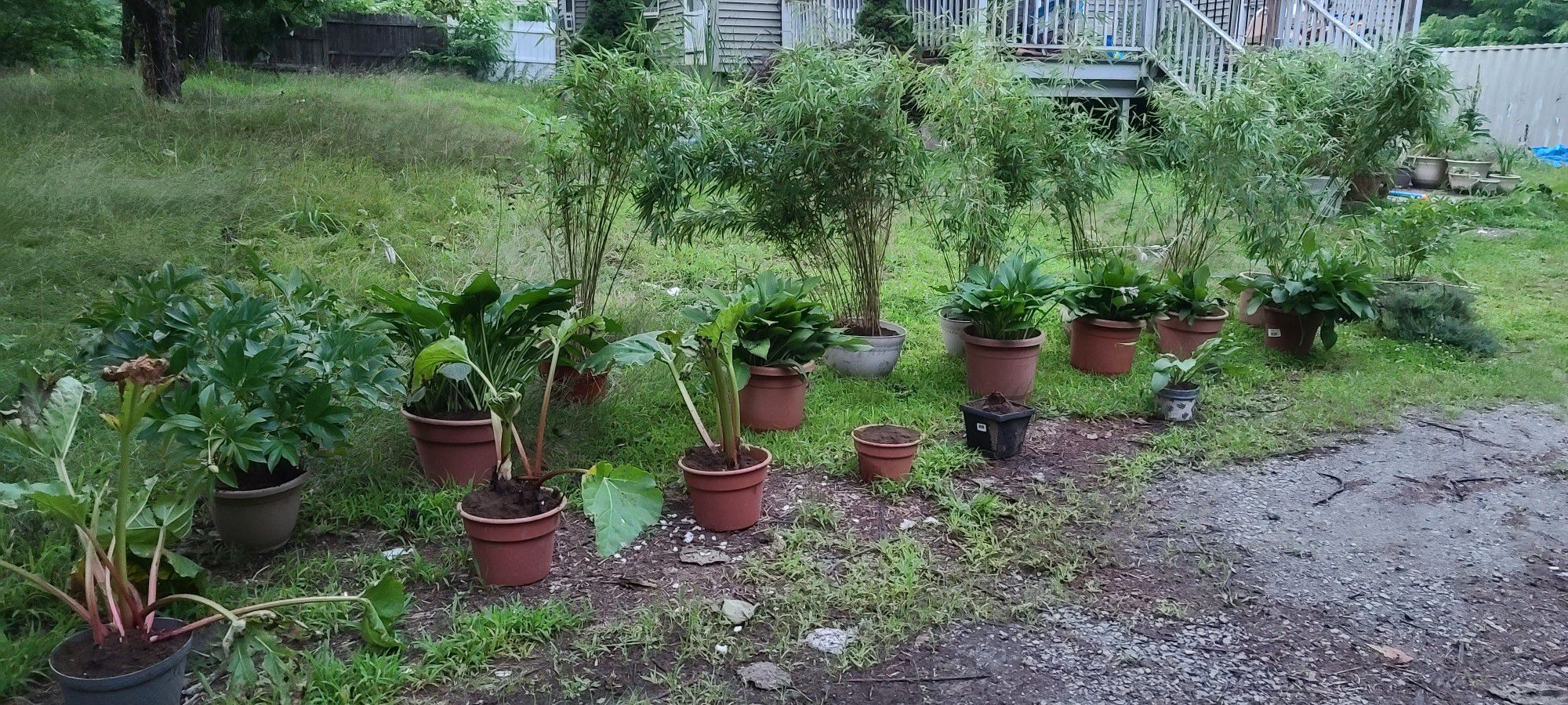 Live Potted Plant Sale All Perennials Bamboo,  Water Plants, Rhubarb,  Peonies,  Hostas