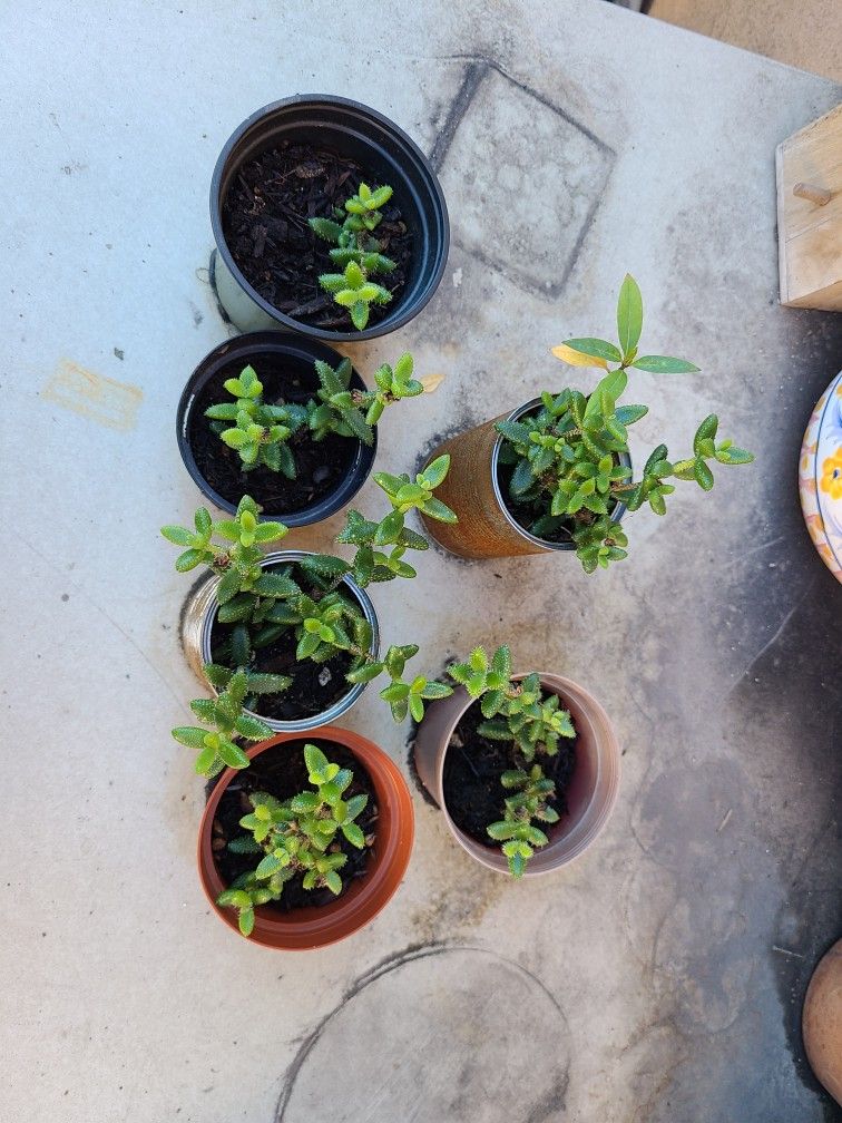 Plantas Gratis- Free