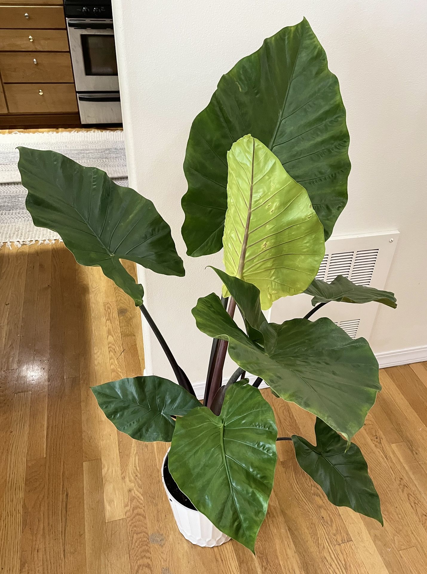 Live 5ft. Dark Star Alocasia / 2 in 1 Pot / Free Delivery Available