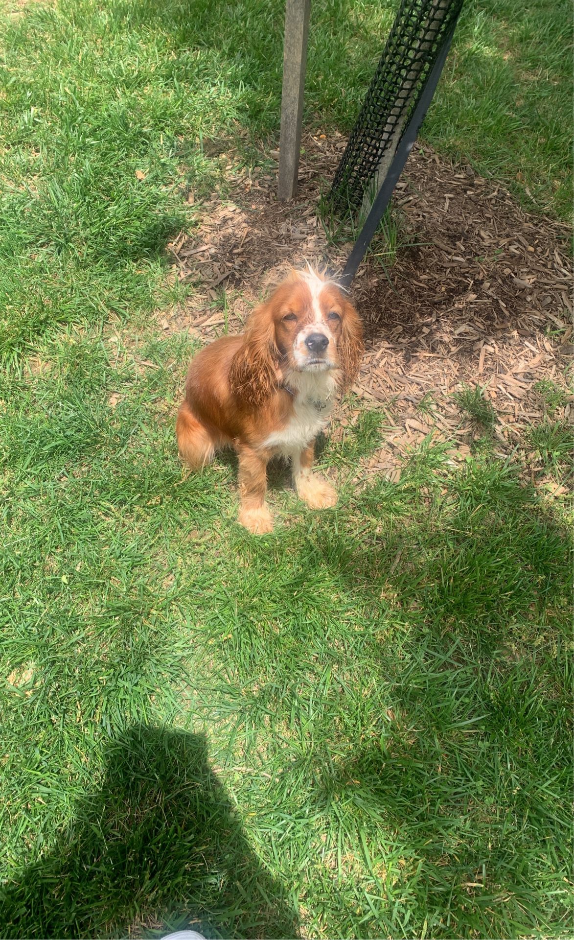 “Cocker Spaniel” dog collar