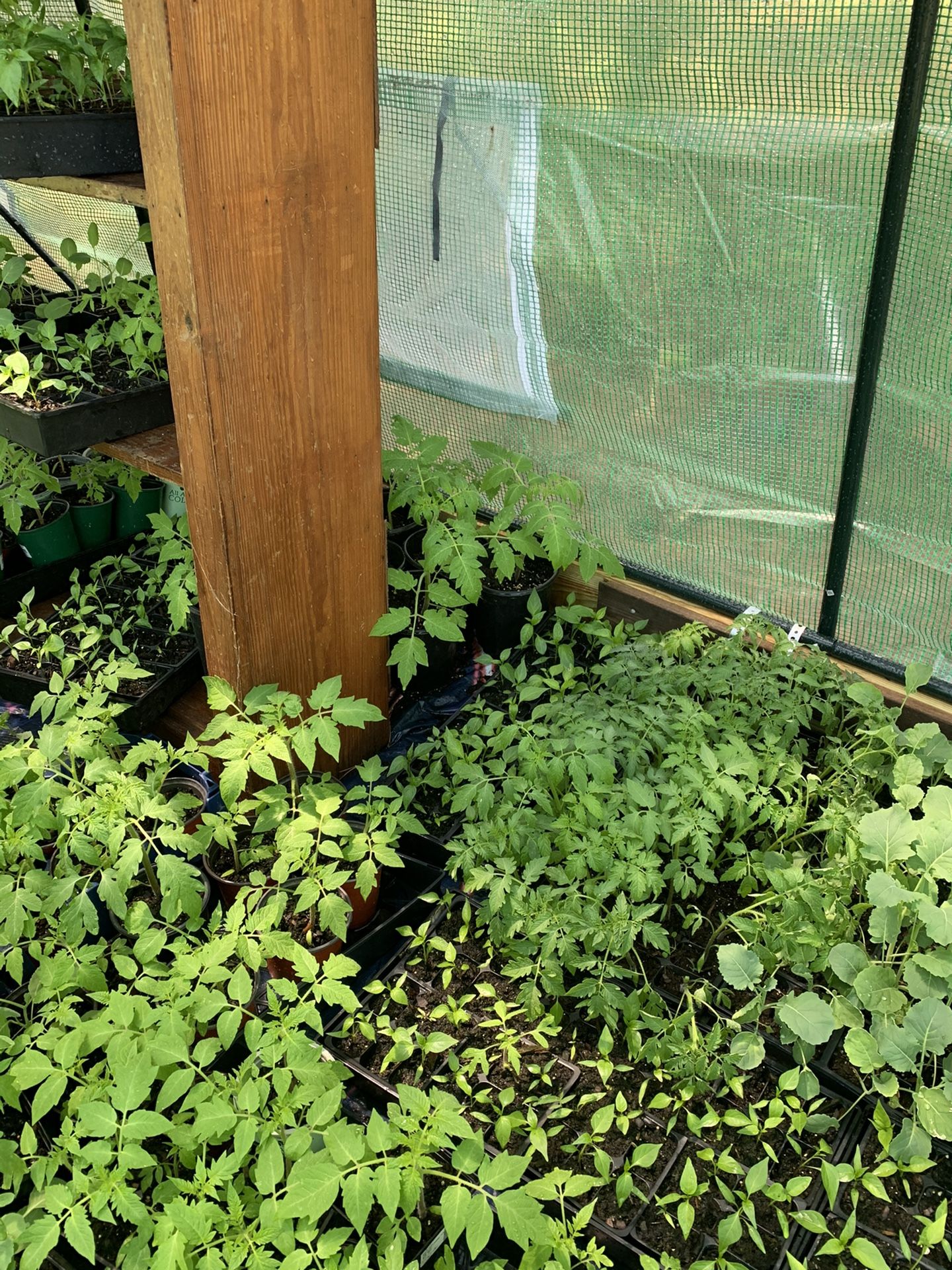 Vegetable Plants or Your Garden