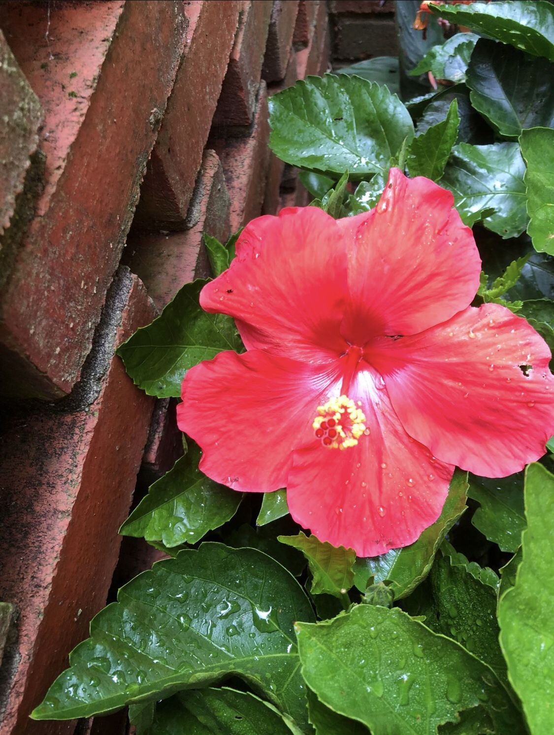 Braided Trunk Hibiscus Topiary Tree Plant