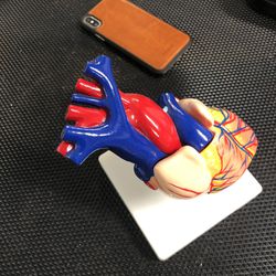 Heart model!! 6.5” Tall, Base 4.5x4.5 Thumbnail