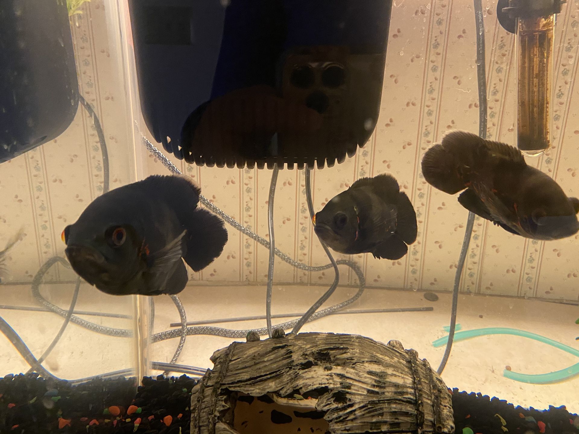 Free tiger Oscar fishes