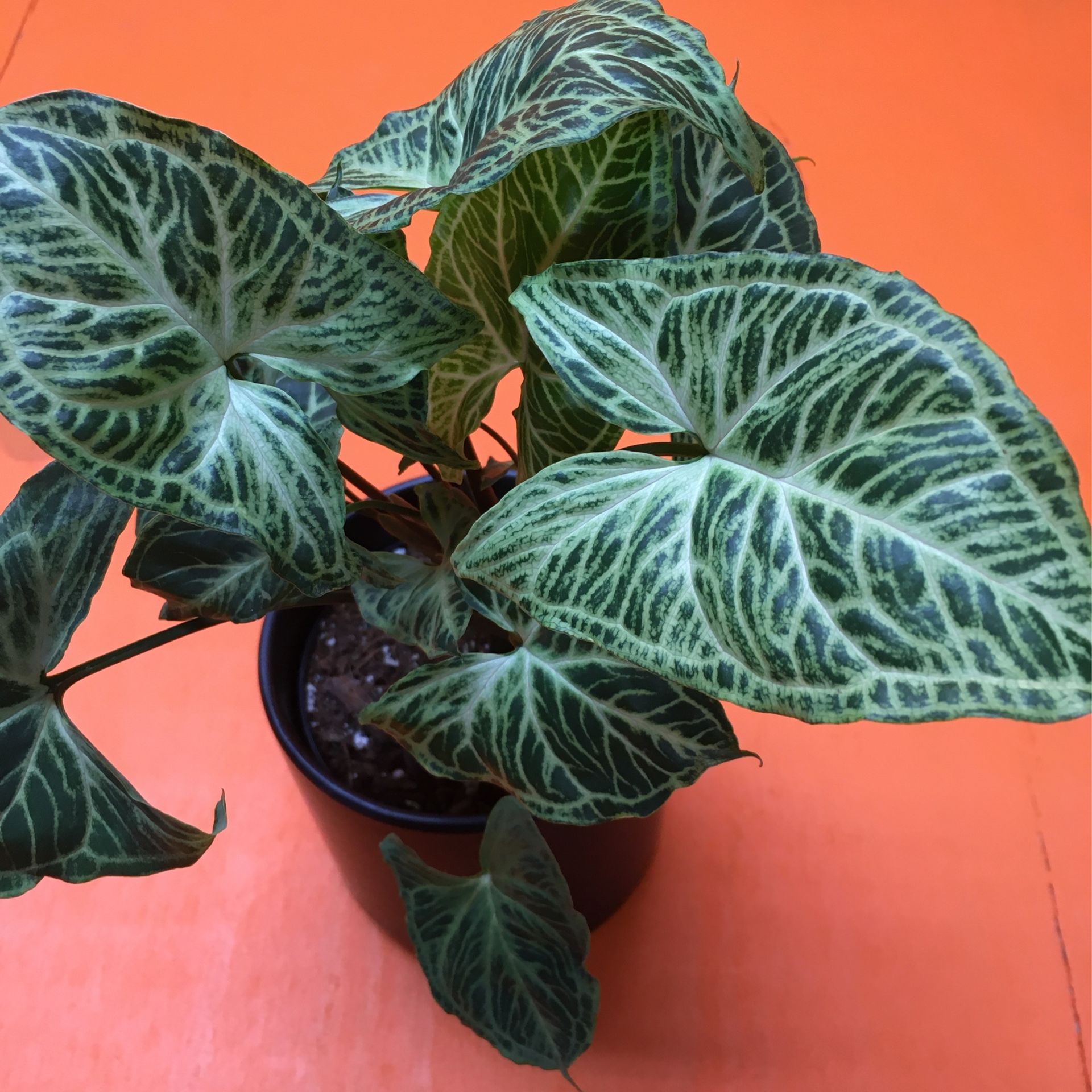 Indoor Plant Syngonium Batik