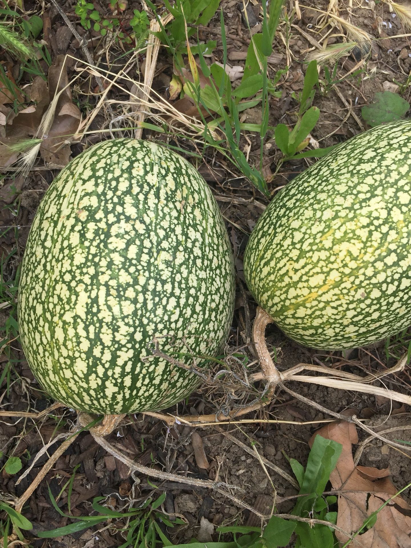 Como Se Dice Melón En Inglés Chilacayote aka fig-leaf gourd aka Cucurbita ficifolia for Sale in Los  Angeles, CA - OfferUp