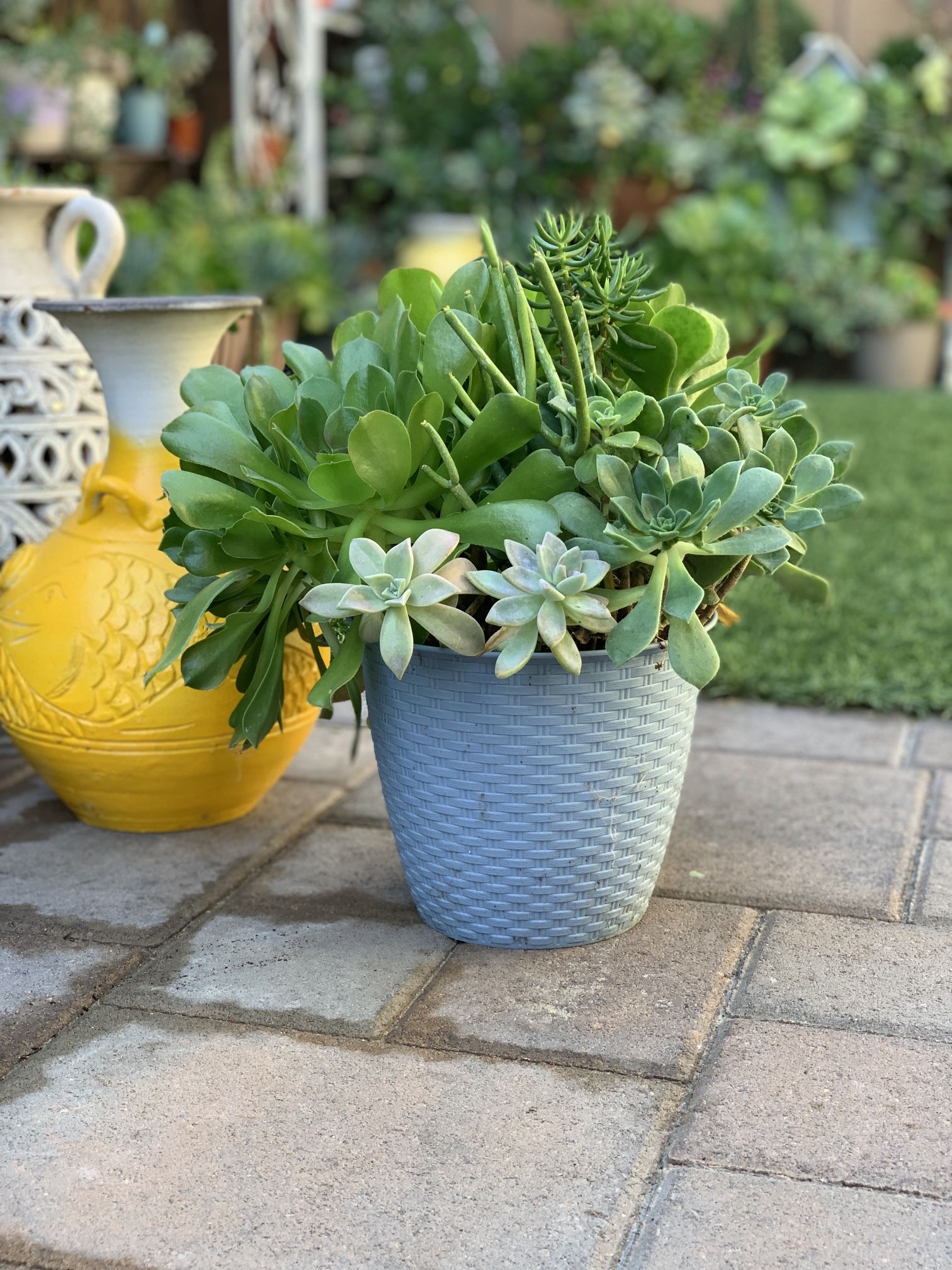 Assorted Succulent Plants Buy 5pots And Get 1 Pot Free