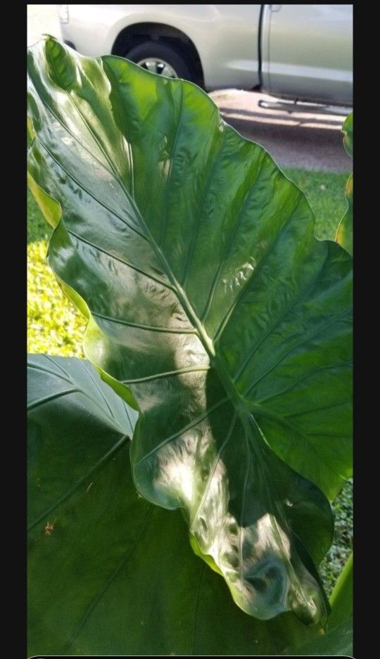 Big Elephant Ear Plant