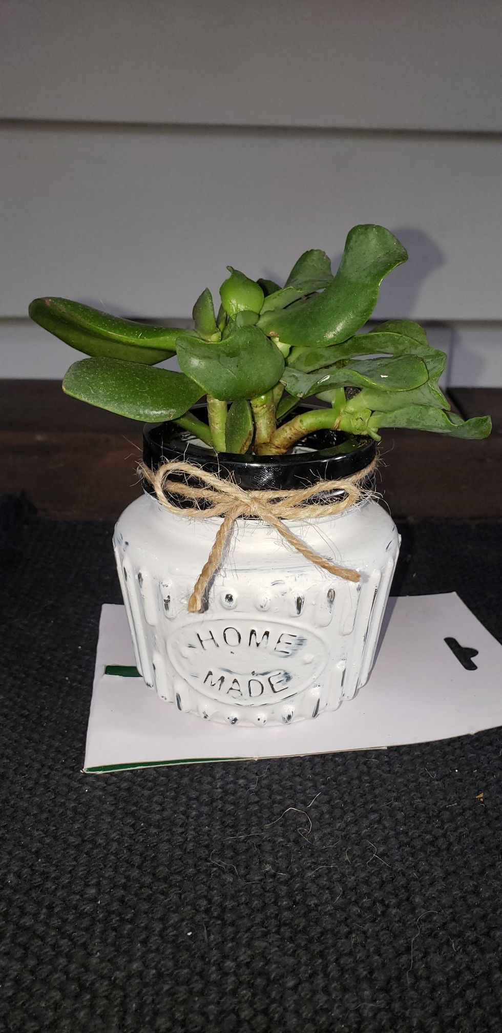 Plant/ succulent