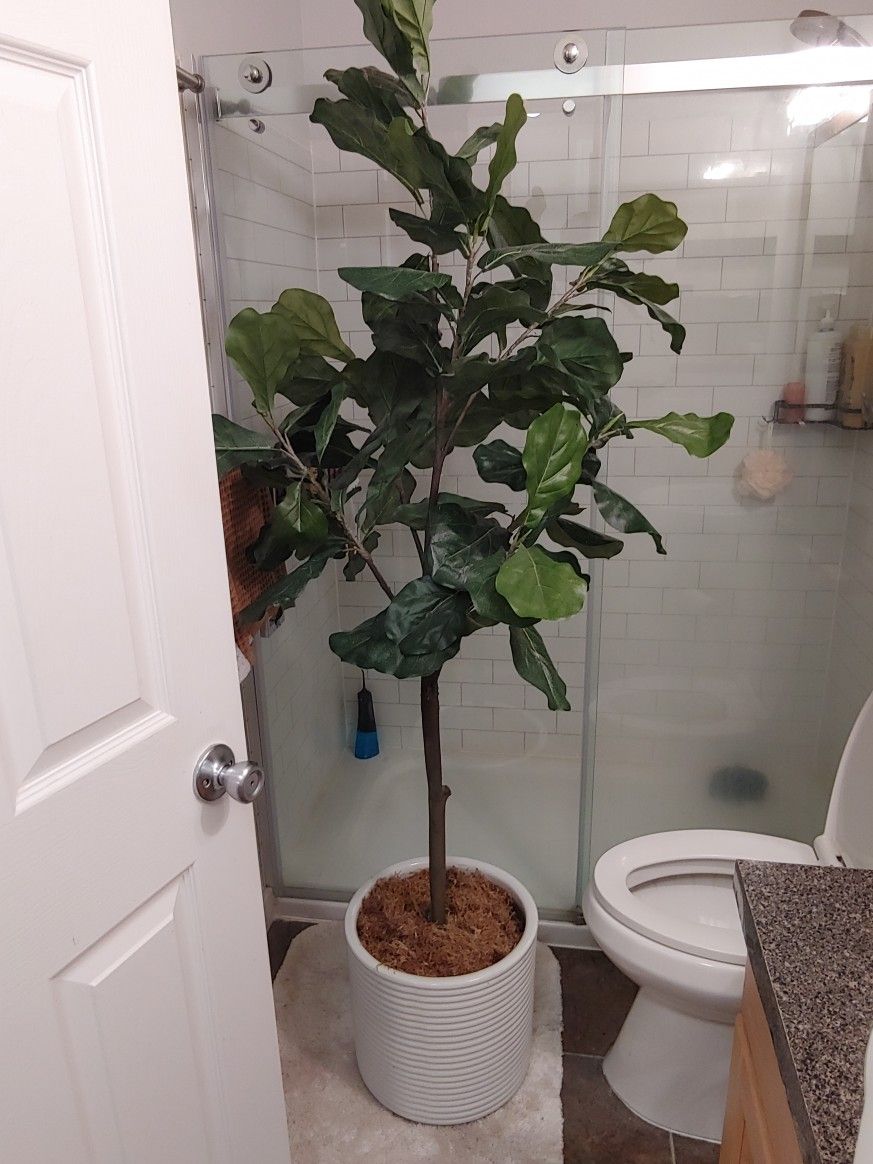 Fake Fiddly Fig Tree for Sale in Kenmore, WA OfferUp