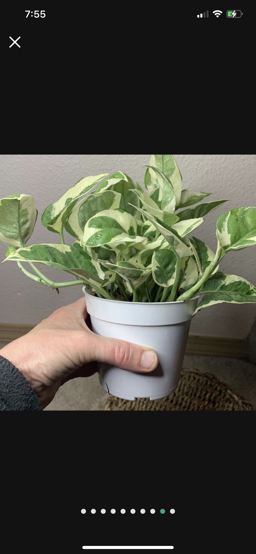 Pearls And Jade Pothos