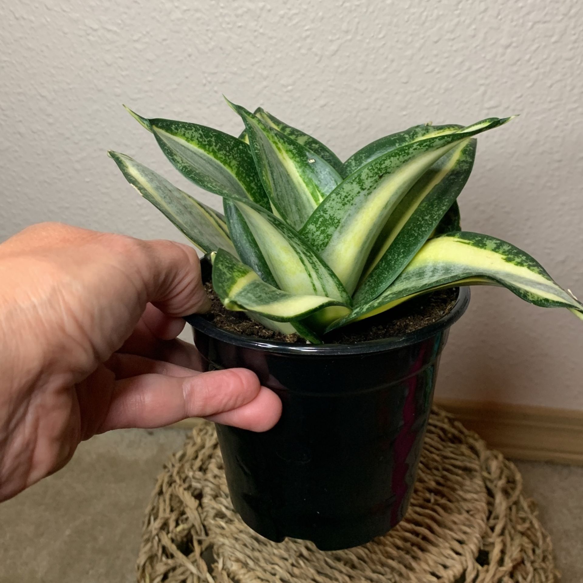 Birdsnest Snake Plant Sansiveria Low Light