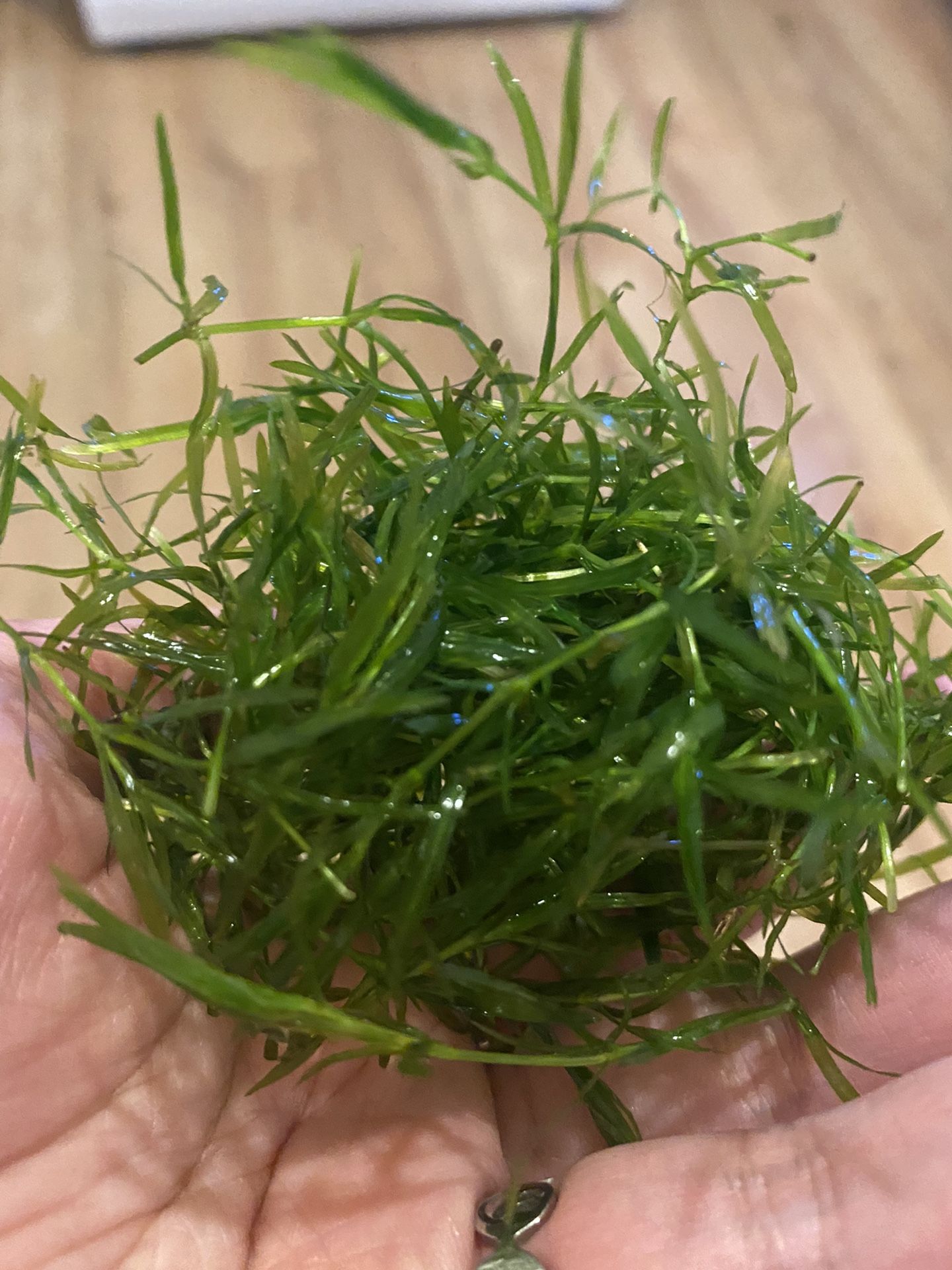 Guppy Grass - Live Aquatic Plant For Fish Tank Or Aquarium