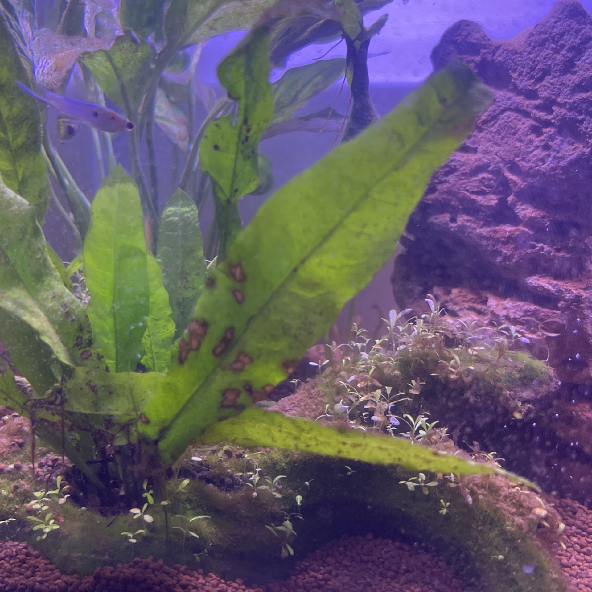 Live Aquascape