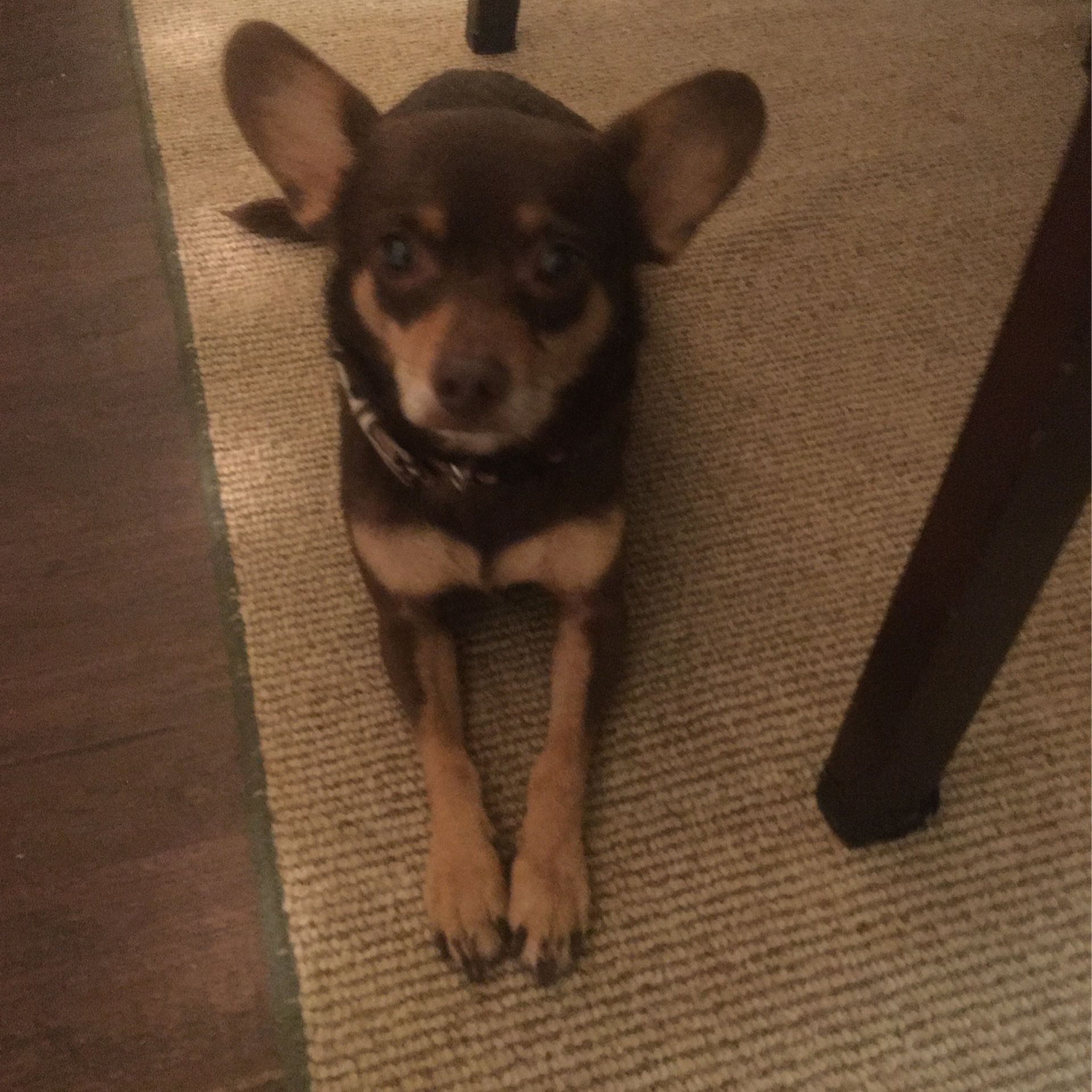 Dog Need Home
