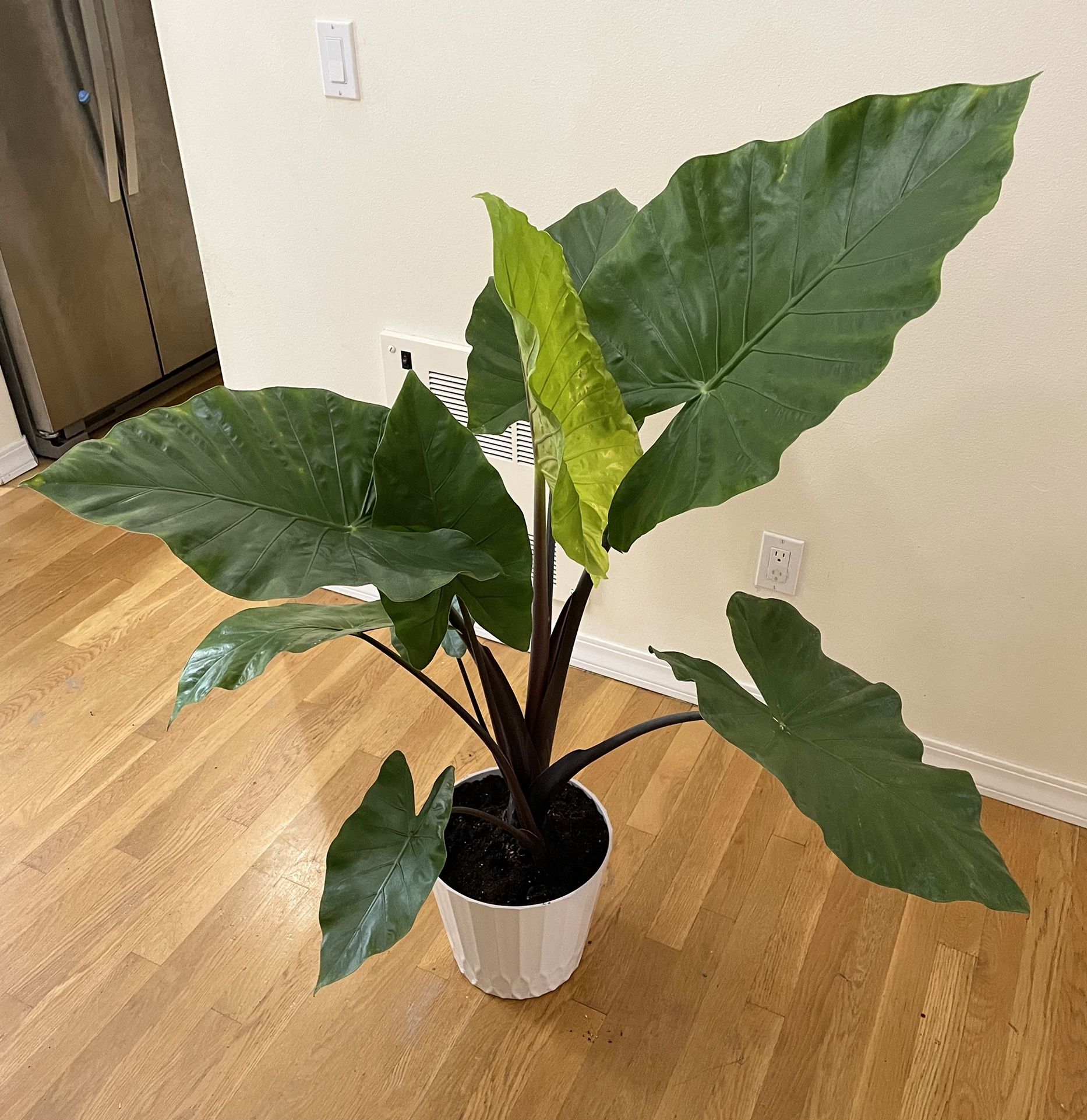 Live 5ft. Dark Star Alocasia / 2 in 1 Pot / Free Delivery Available