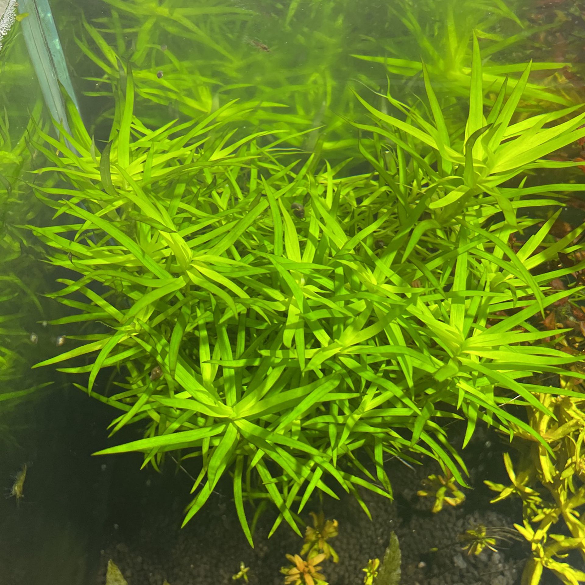 Live Aquatic Plant For Fish Tank Aquarium Zosterfolia “Star Grass”