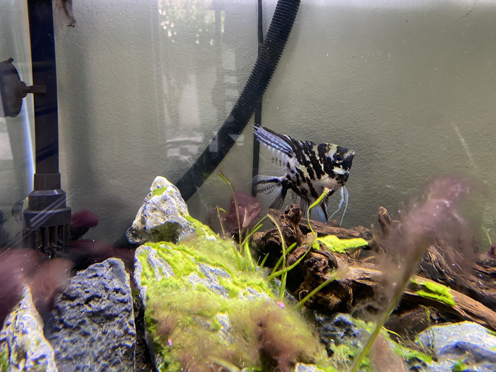 Fishtank NEEDS TO GO 45 GALLON LONG FISHTANK