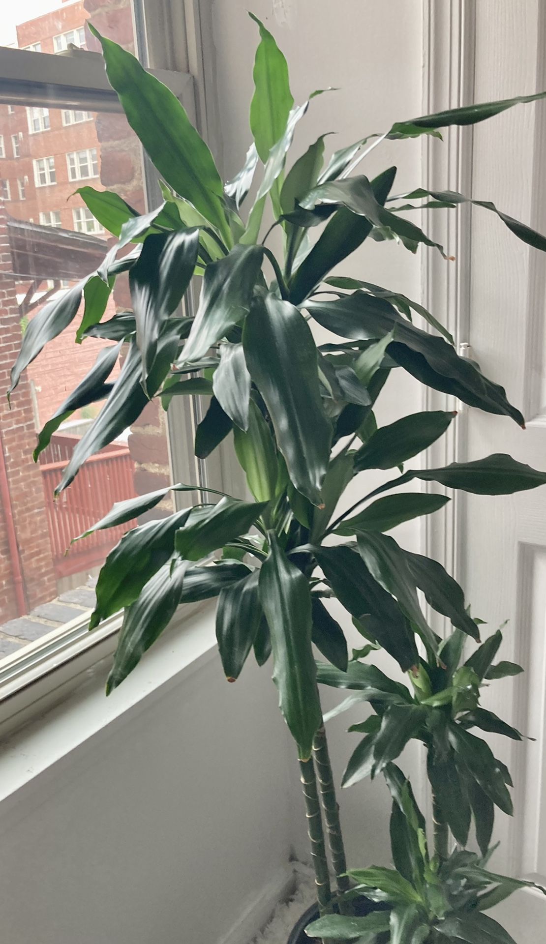 Dracaena Elegance Plant 🪴 & Ceramic Pot