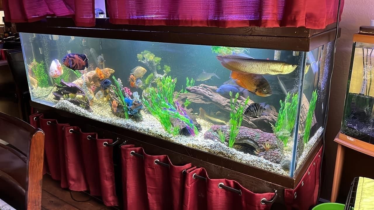 Custom 210 Gallon Fish Tank