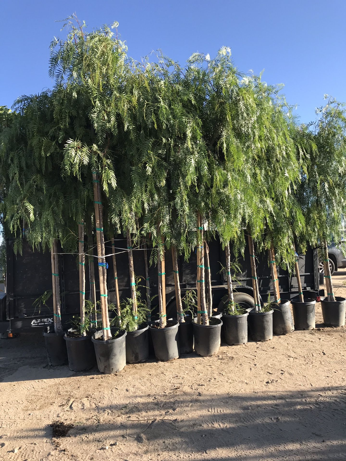 California pepper. Tree. Árbol de pirul for Sale in Phelan, CA OfferUp