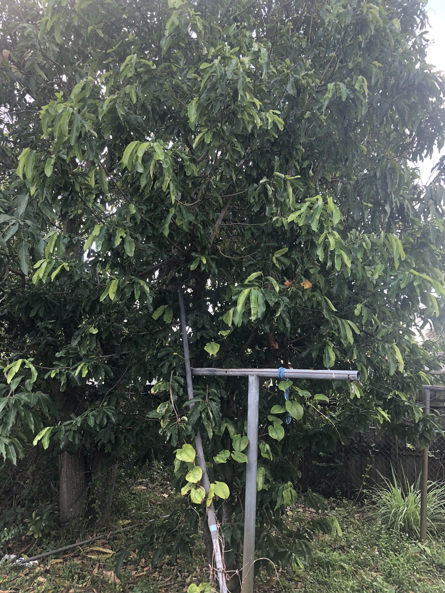 Soursop tree for Sale in West Palm Beach, FL OfferUp