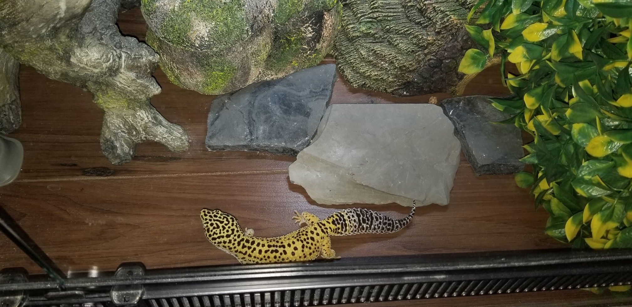 Zilla Front Opening 40 Gallon Breeder Terrarium, Stand and Supplies for