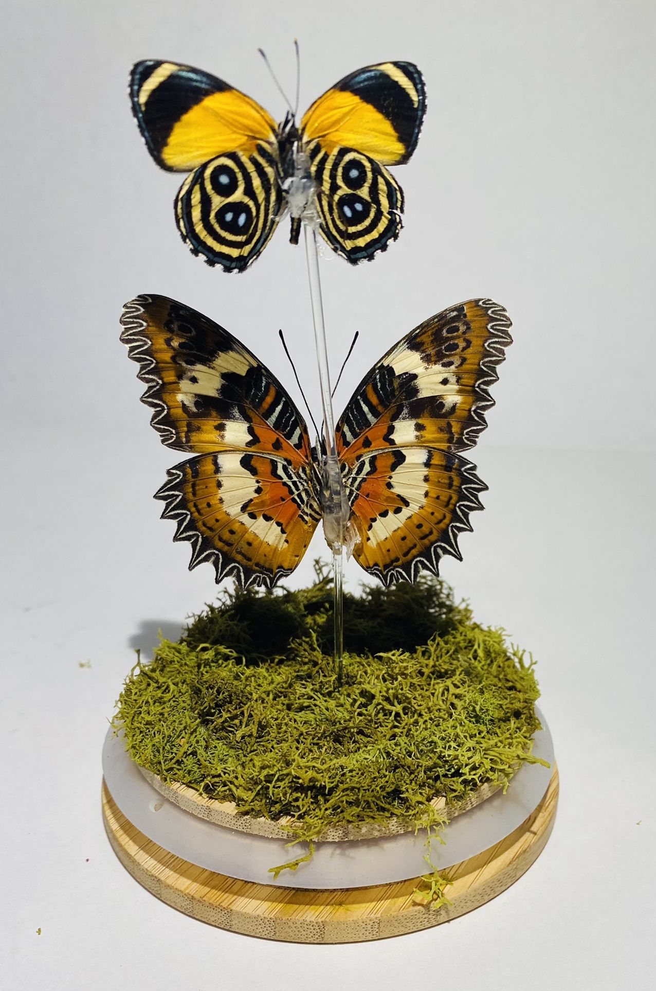 Two Real Butterflies Displayed in Glass Jar, Taxidermy Art, Entomology, Oddities, Curiosities, Real Butterfly, Cottagecore, Butterfly Decor