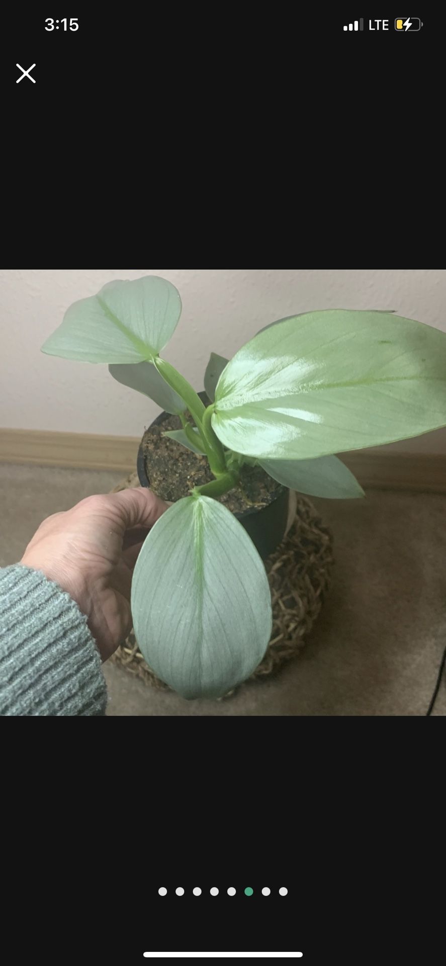Silver Sword Philodendron Hastatum