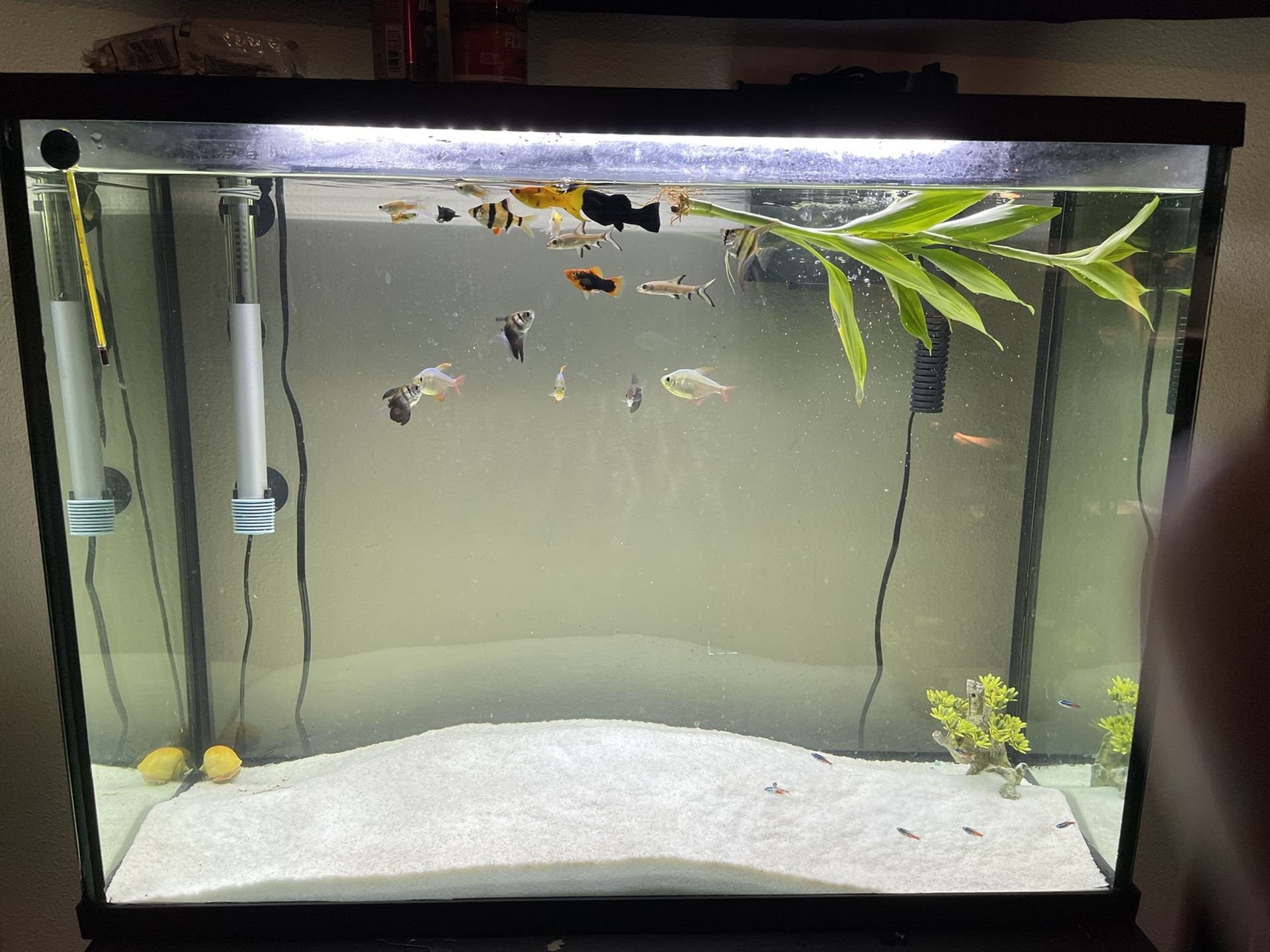 FRESHWATER FISH