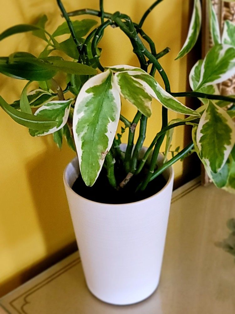 Potted Plants