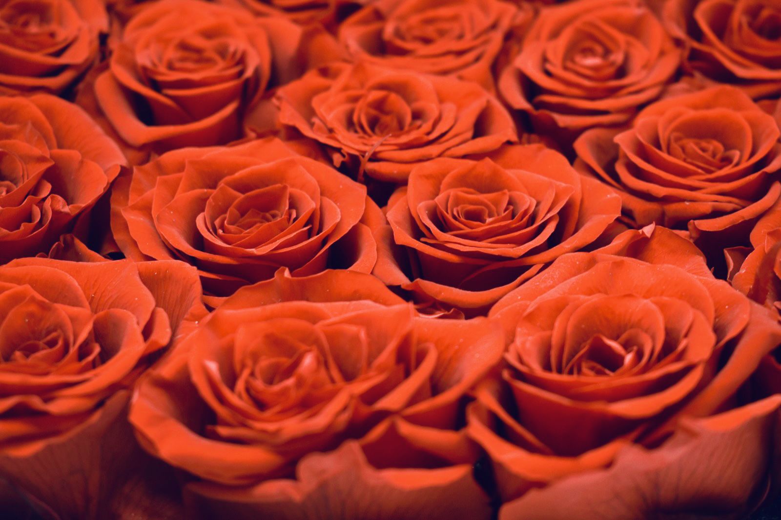 Red Eternal Roses Heart Shape Box Roses Lasting Preserved Flowers Bday Anniversary Gift Present immortal Roses long lasting 
