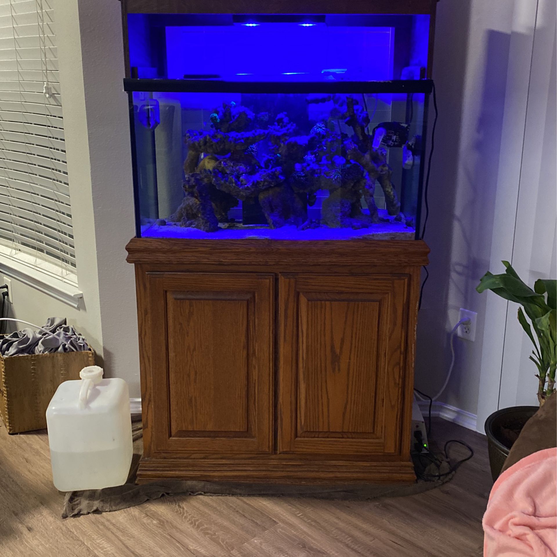 60 Gallon Saltwater Complete Setup With Corals And Fishes